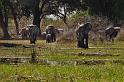 073 Okavango Delta, olifanten